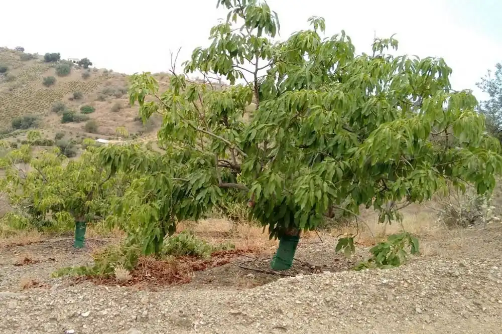 Casa amb jardí en venda a Canillas de Aceituno, imagen 3