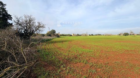 Foto 4 de Finca rústica en venta en Campos poble, Campos