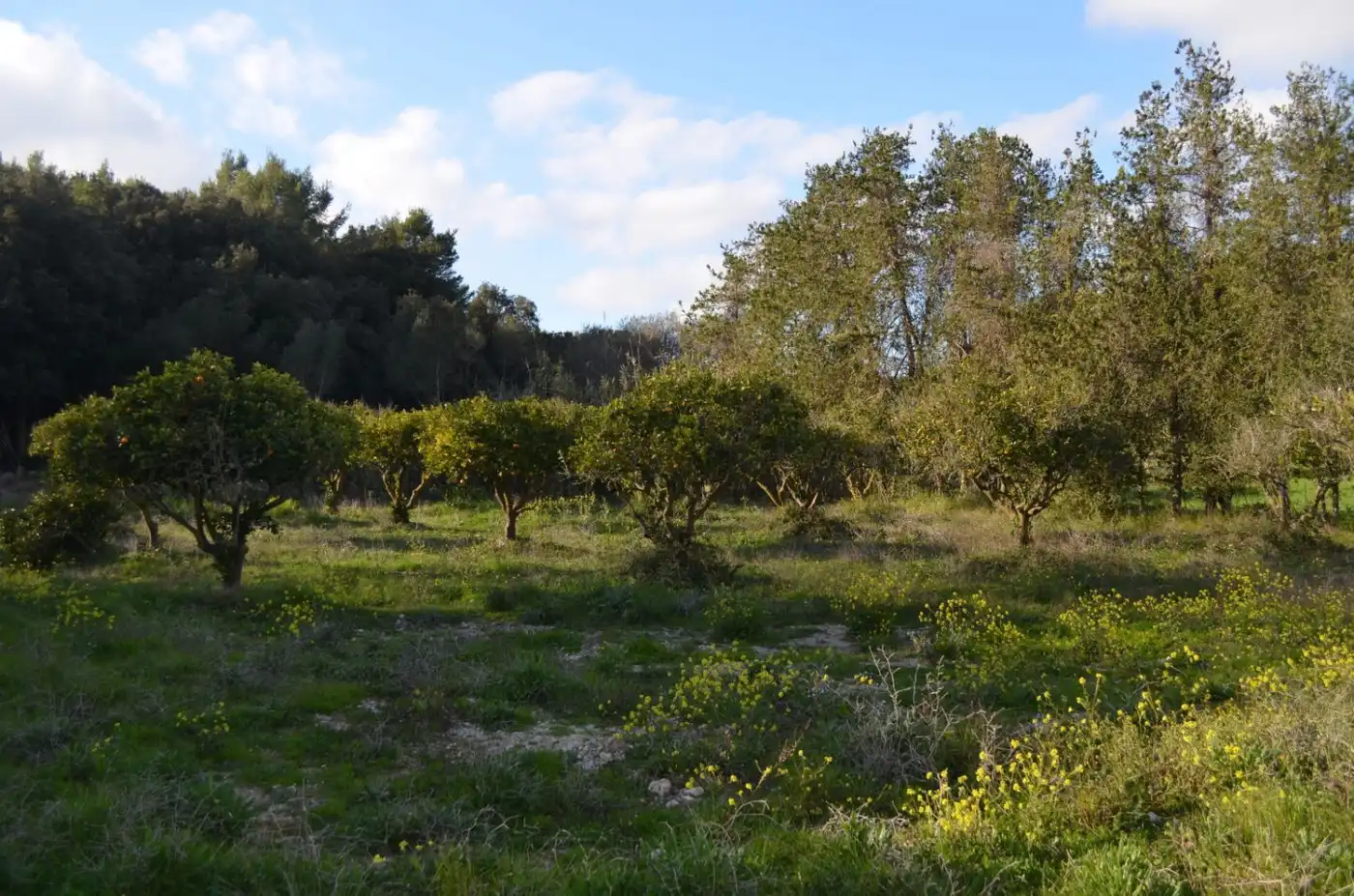 Casa rústica amb jardí en venda a Sant Llorenç des Cardassar, imagen 26