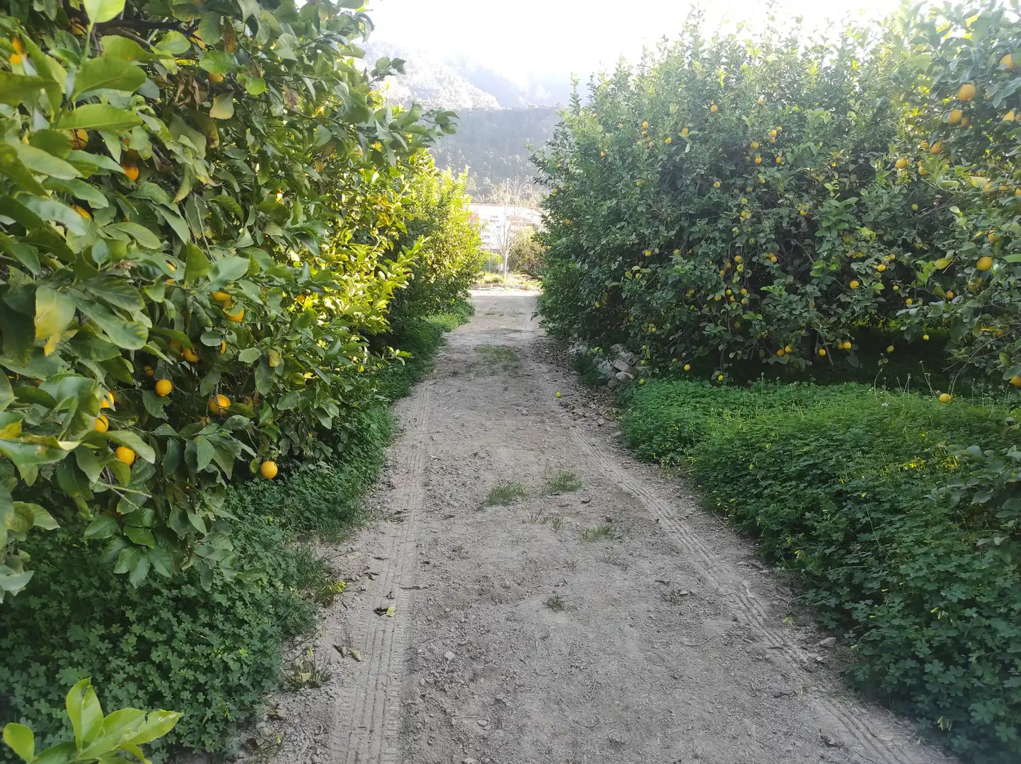 Terrenys i solars en venda a Pedanías Este