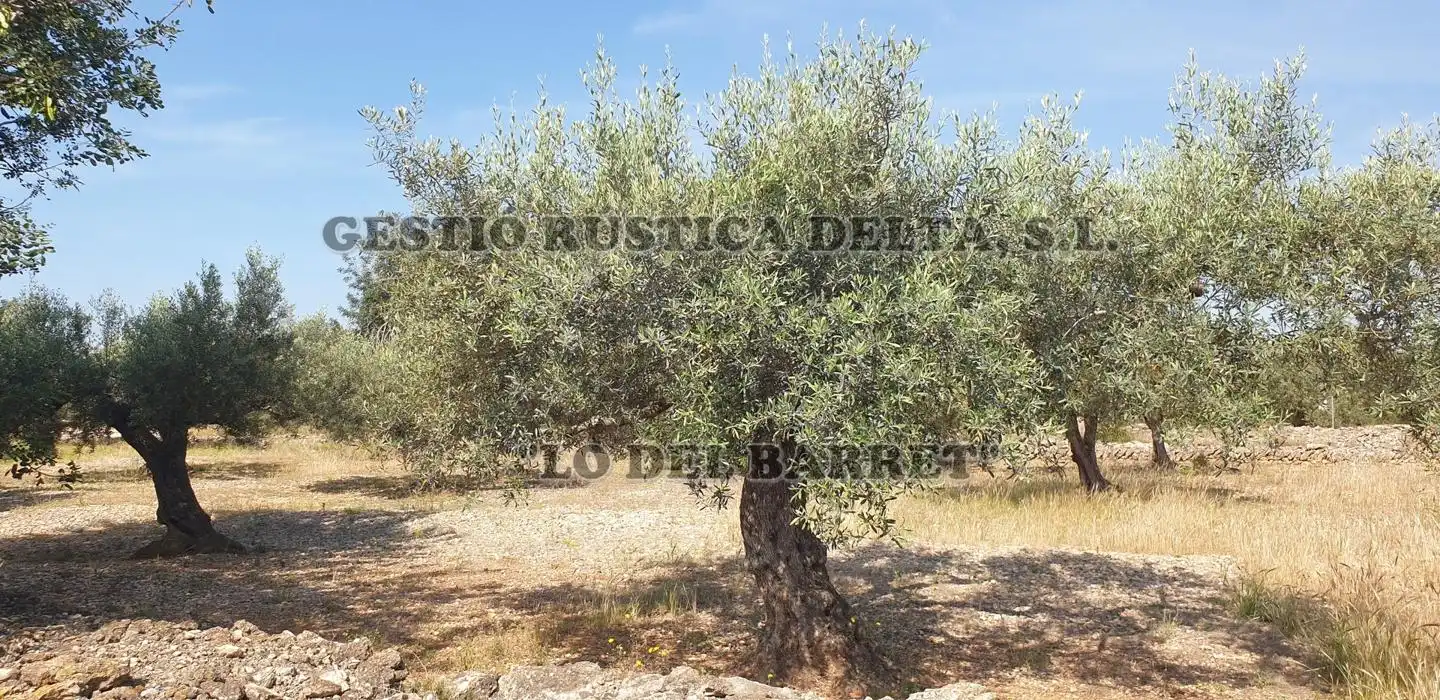 Terreno rústico en venta en Polígono 1, imagen 11