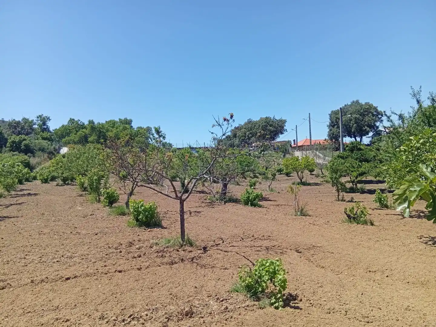 Land for sale in Villanueva de la Sierra