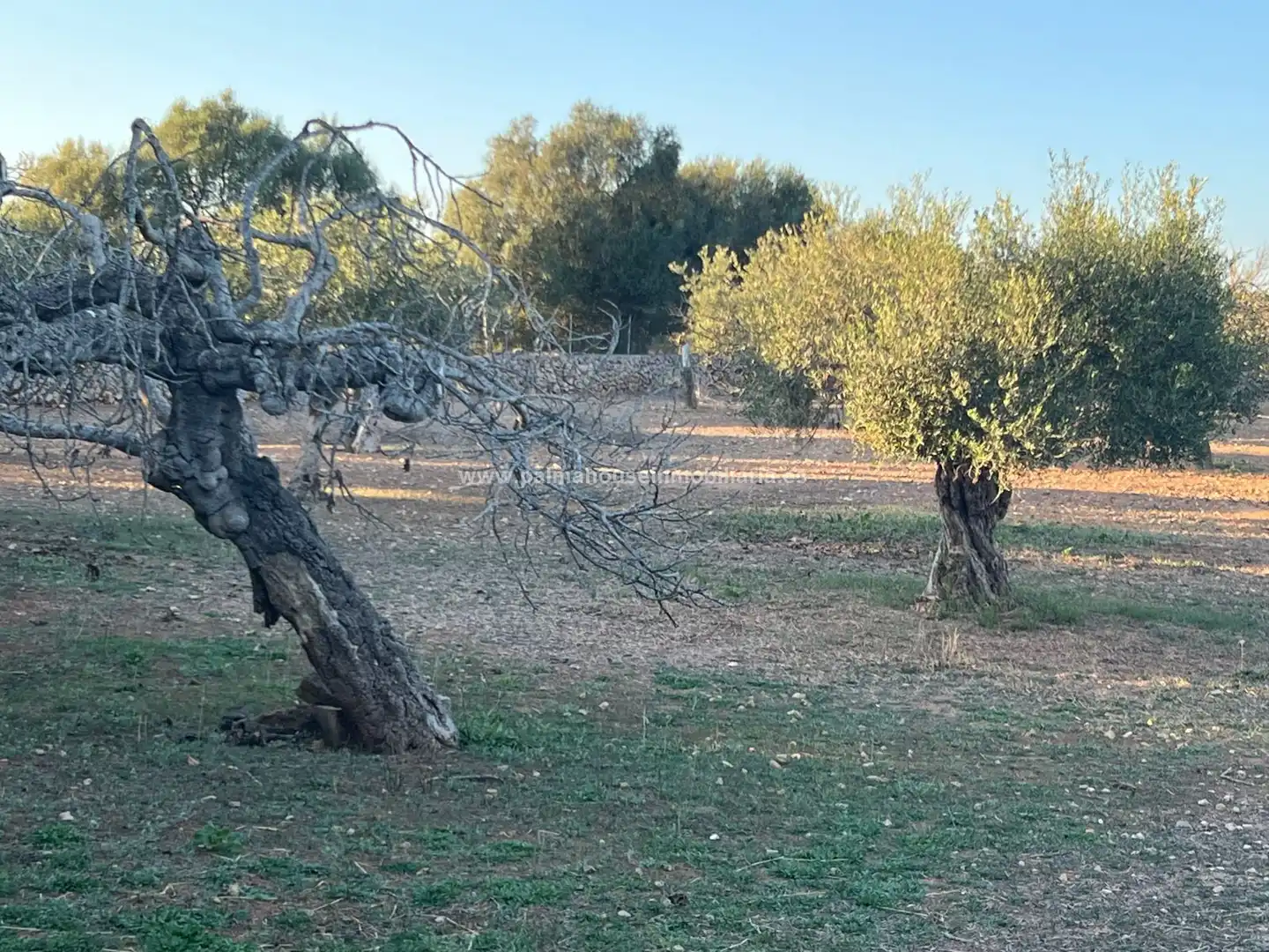 Terrenys i solars en venda a Maria de la Salut, imagen 12
