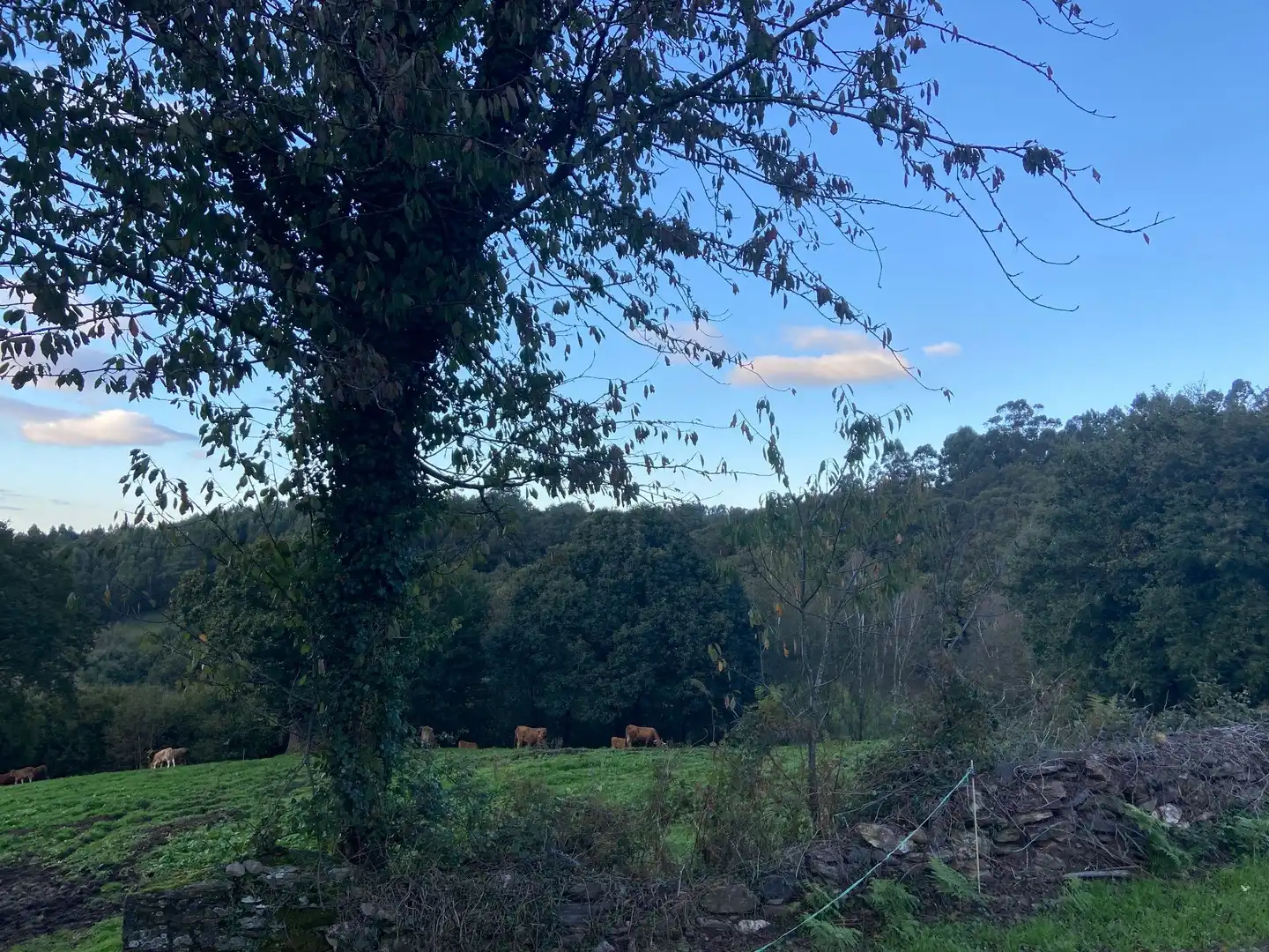 Terreny rústic en venda a Lalín, imagen 4