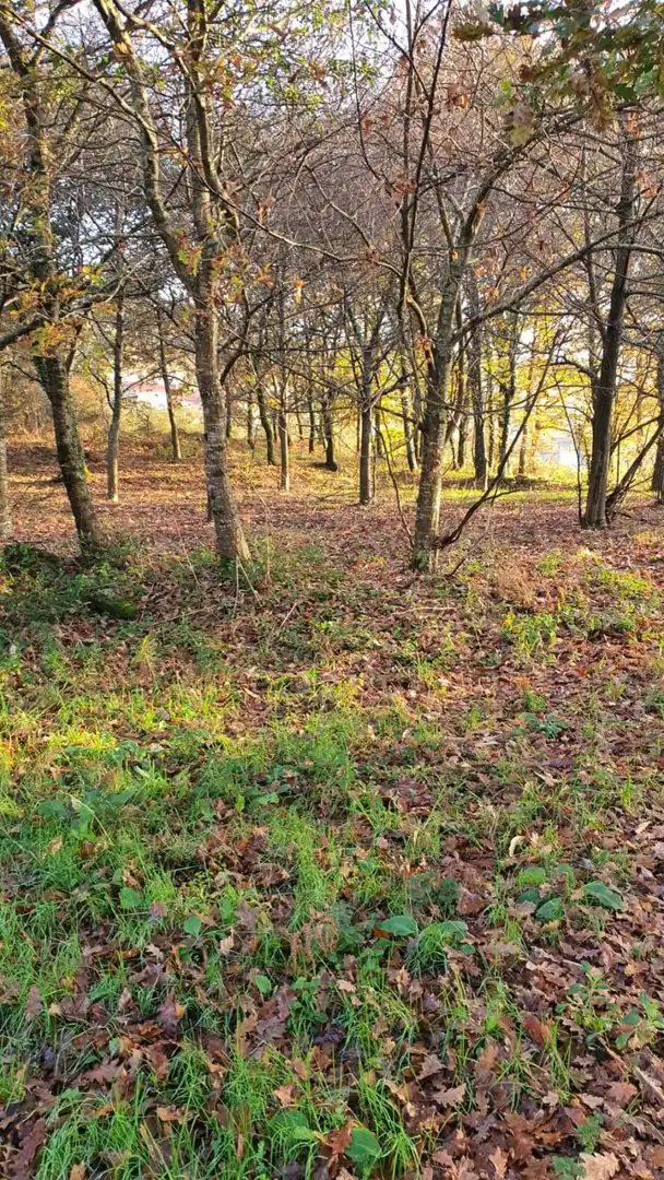 Finca rústica en venta en Padrón