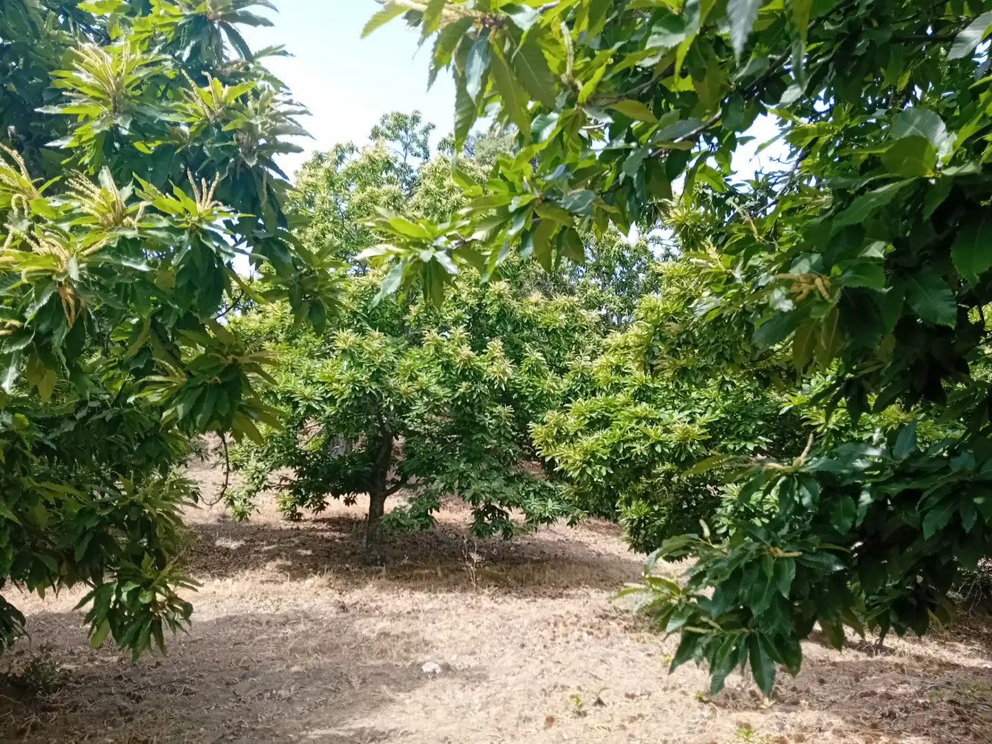 Terreno rústico en venta en Yunquera, imagen 5