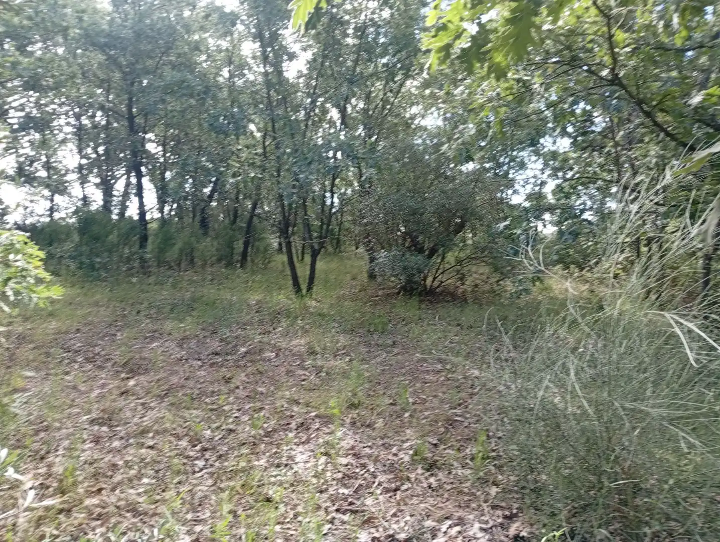 Terreni e lotti in vendita a Losar de la Vera, imagen 56