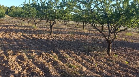 FINCA DE 18.511 METROS CON PLANTACION DE ALMENDROS EN PRODUCCION, immagine 4
