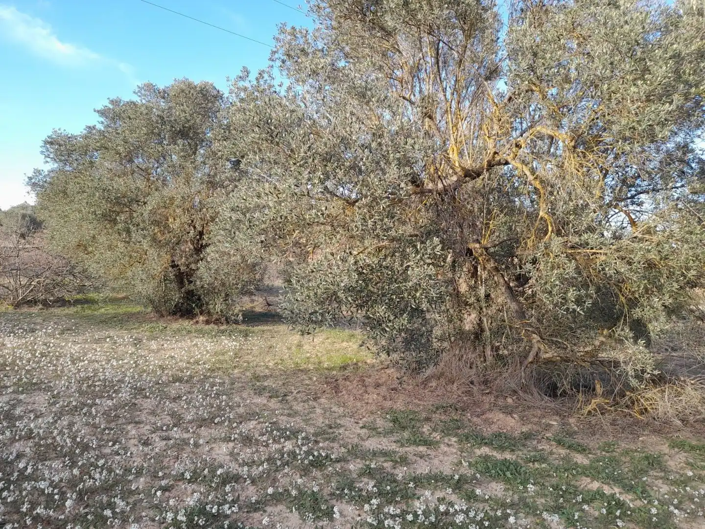 Rural land for sale in Ascó, imagen 15