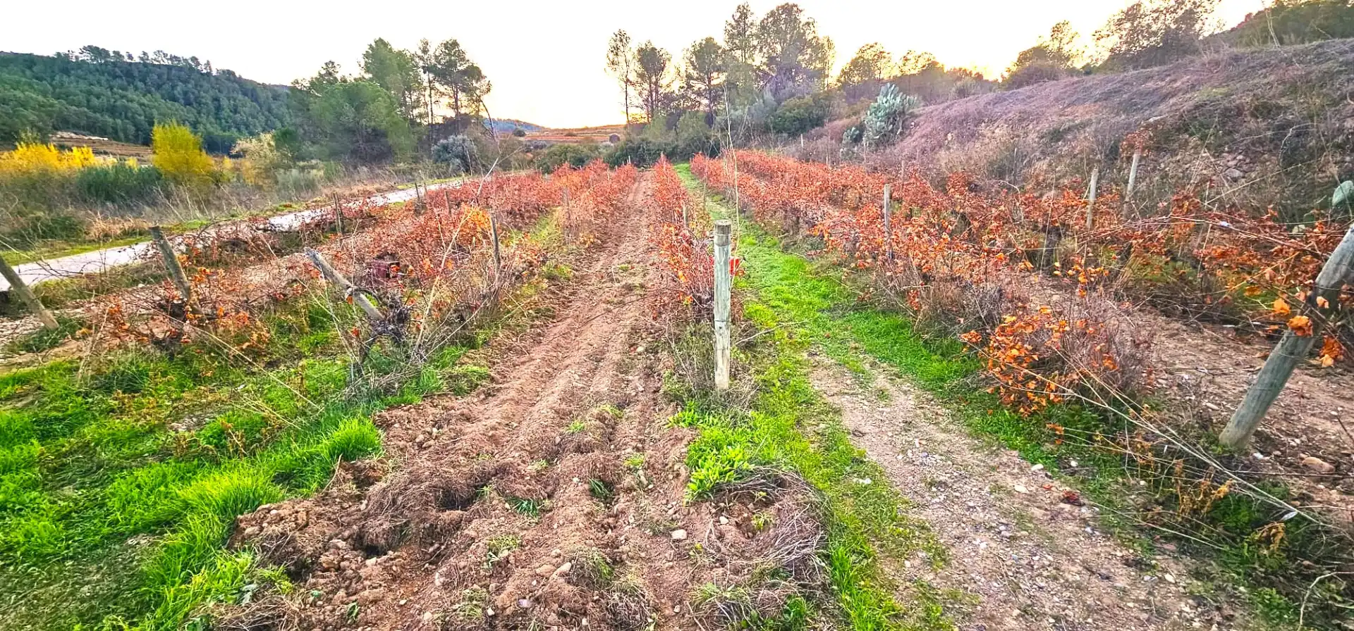 Rustikales Grundstück zum Verkauf in El Molar (Tarragona)