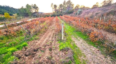 Foto 4 de Terreno en venta en El Molar (Tarragona), Tarragona