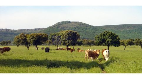 FINCA GANADERA DE UNAS 300 HECTÁREAS EN LA ZONA DE ALCANTARA, imatge 3