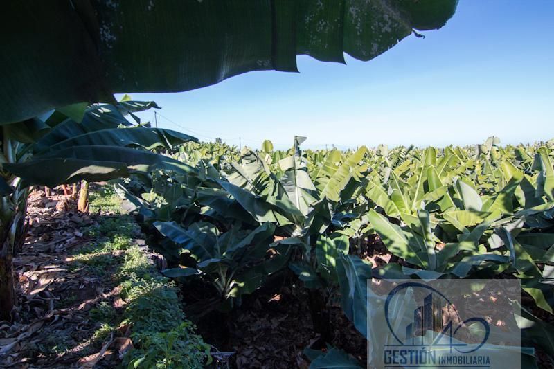 Finca rústica en venda en Puerto de la Cruz