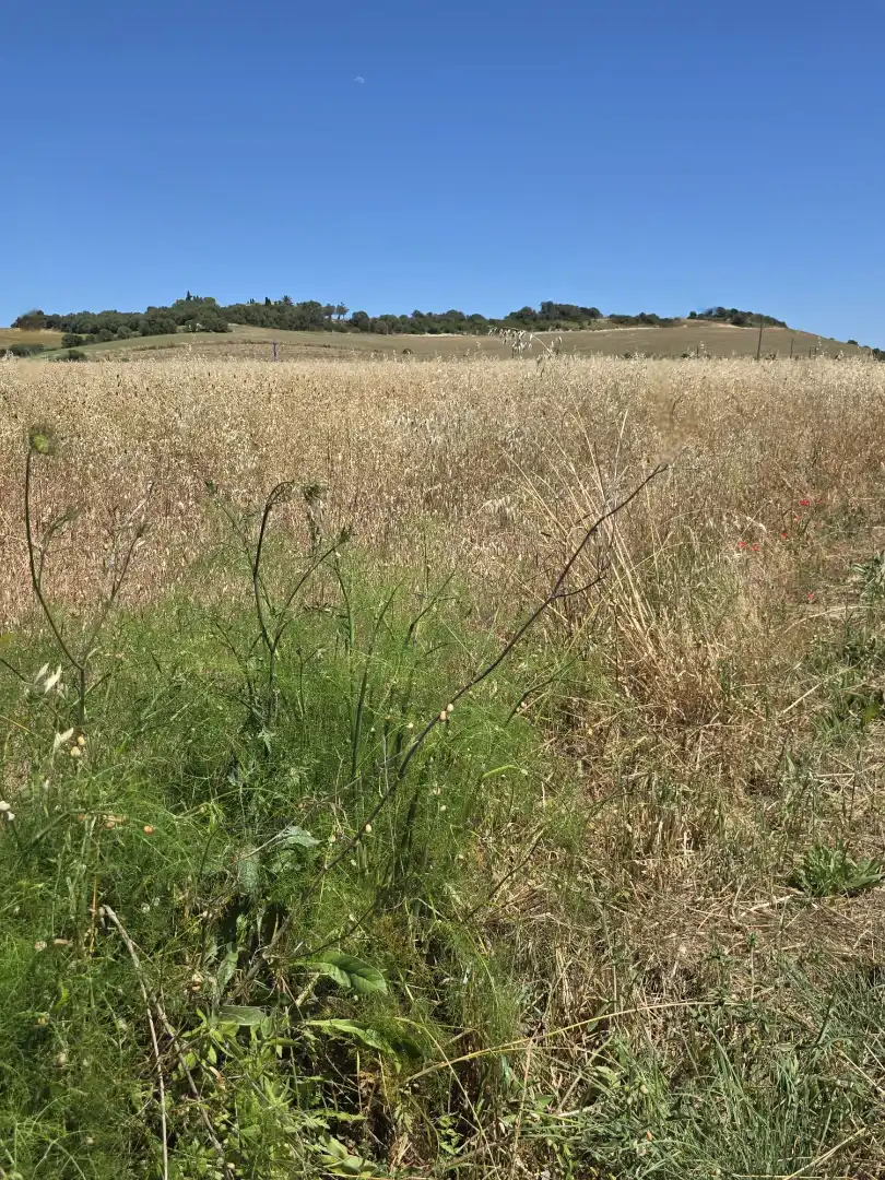 Terreno en venta en Petra