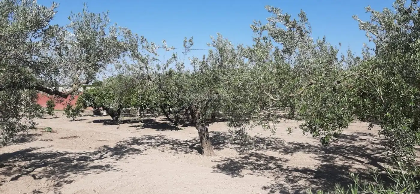 Terrain rustique à vendre à Carrer de l'Alcalde Paco Montes 43, imagen 11