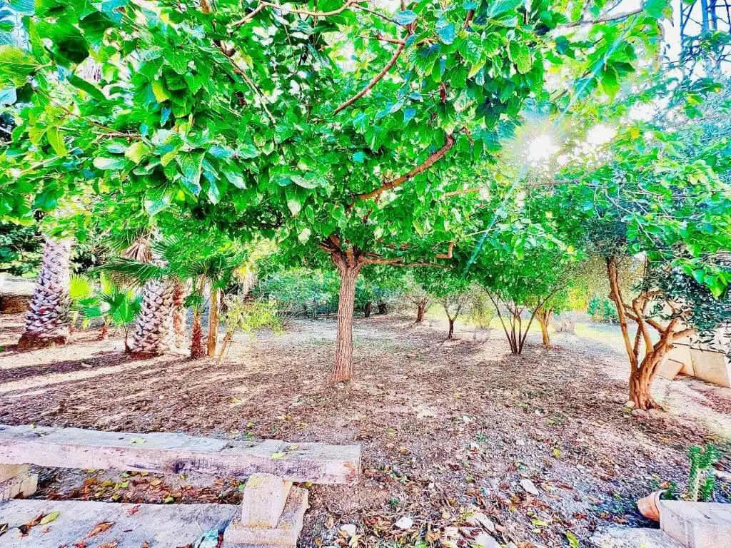 Maison à vendre à Callosa de Segura, imagen 52