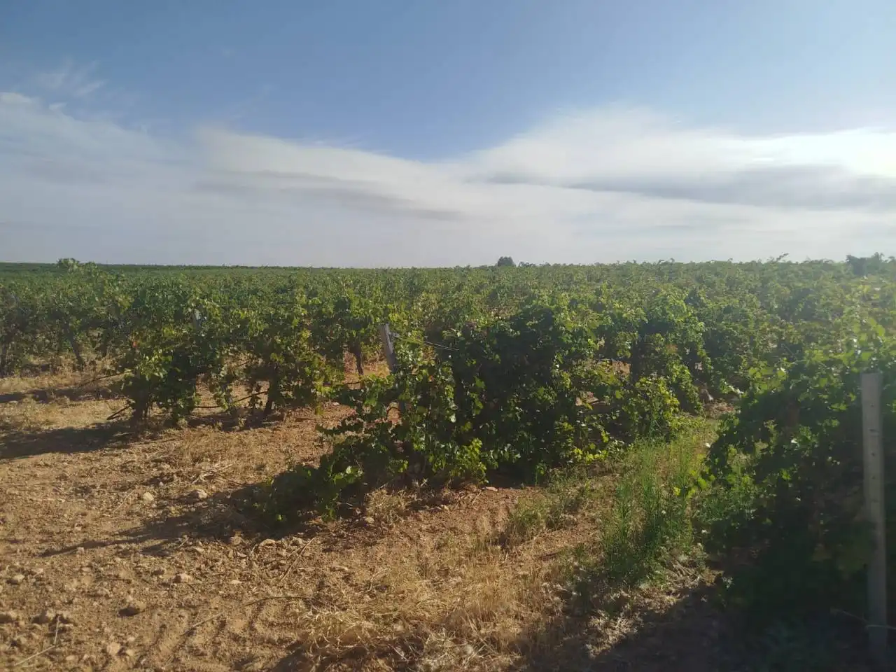 Terreno rustico in vendita a Alcázar de San Juan, imagen 2