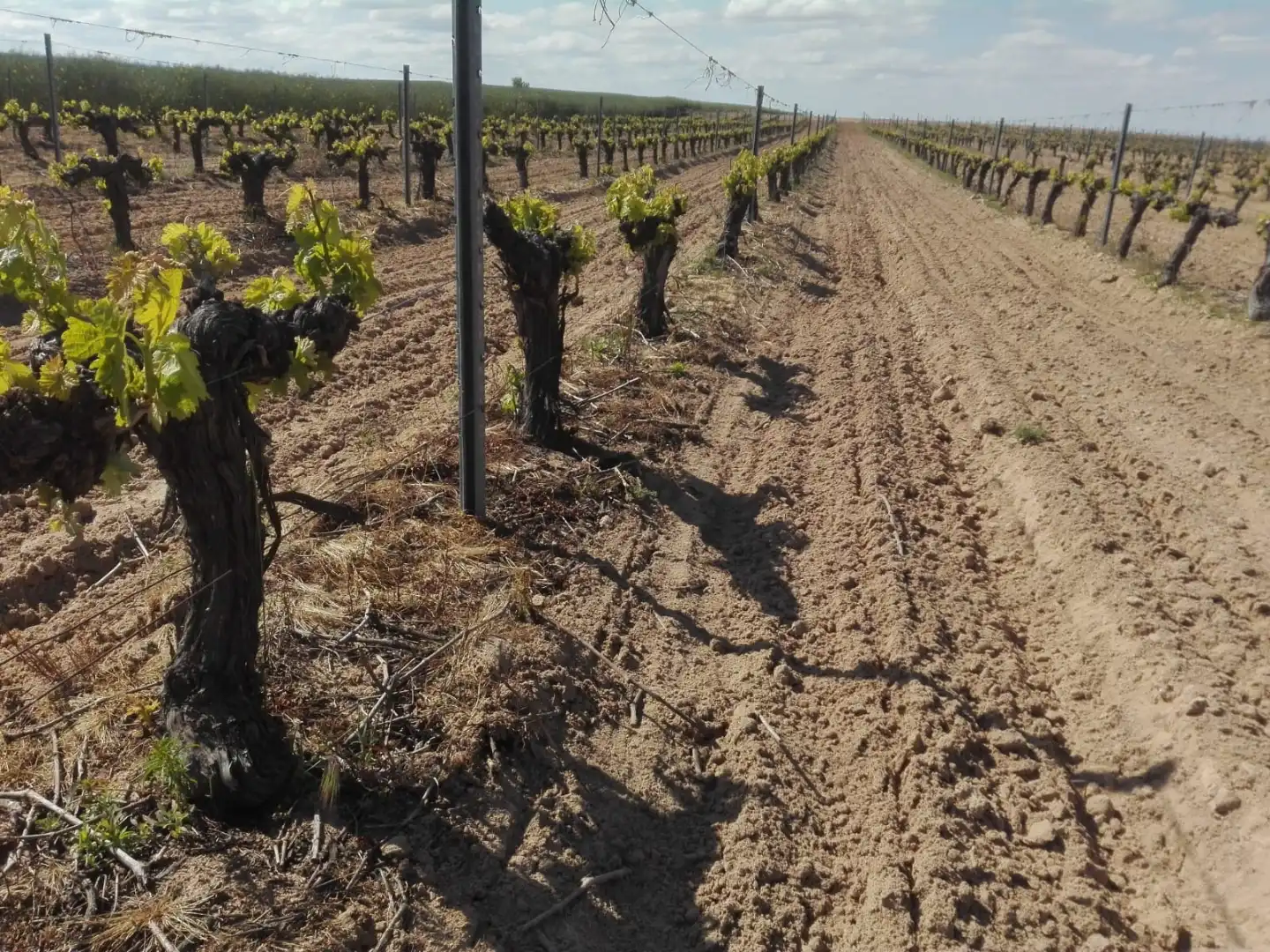Exterior view of Land for sale in Cazurra