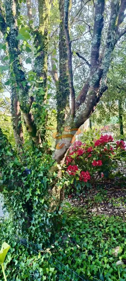 Terreni e lotti in vendita a San Sadurniño, imagen 26