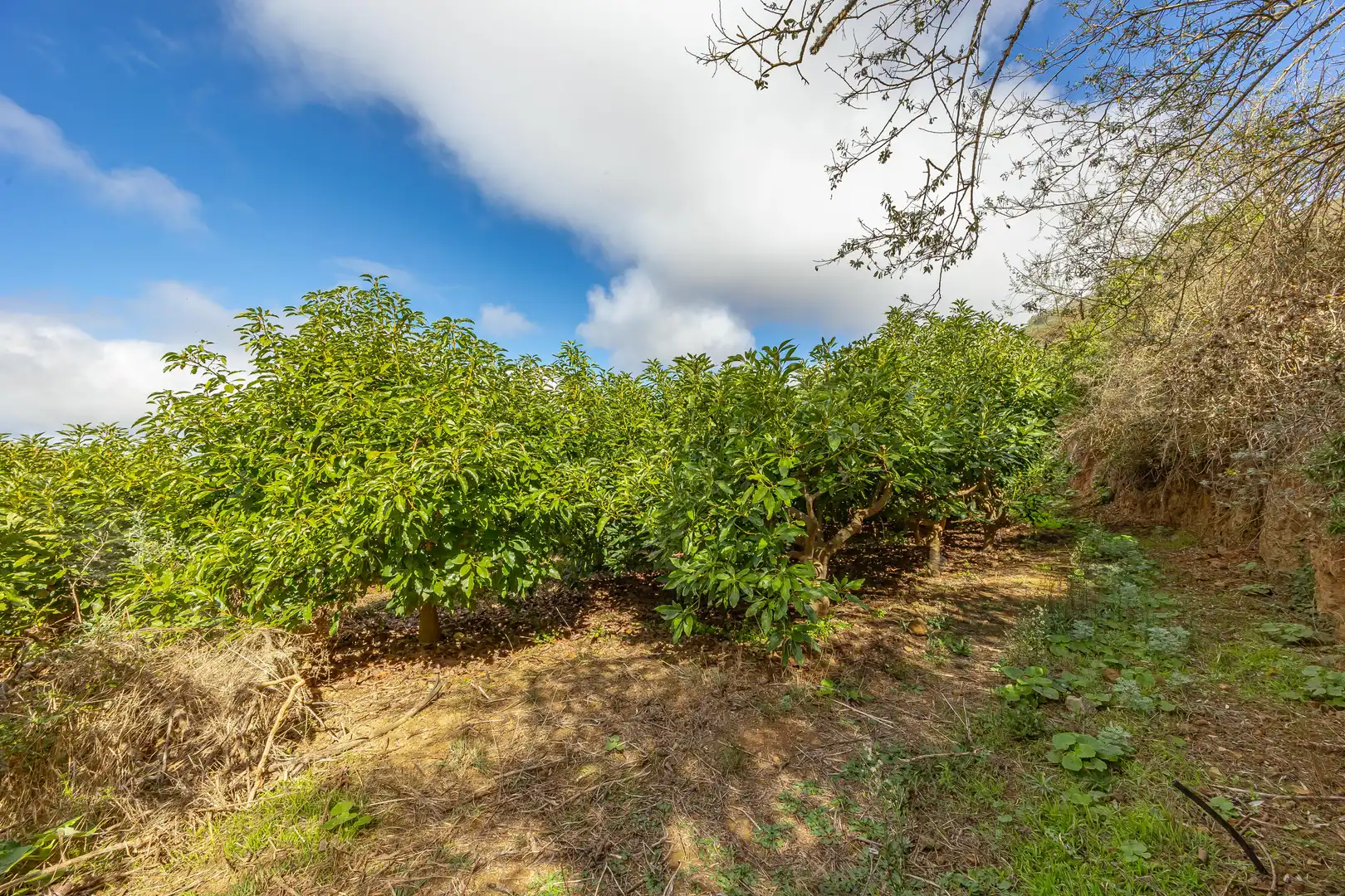 Residencial en venta en Lugar Lomo del Poleo, Saucillo - Fagajesto - Juncalillo