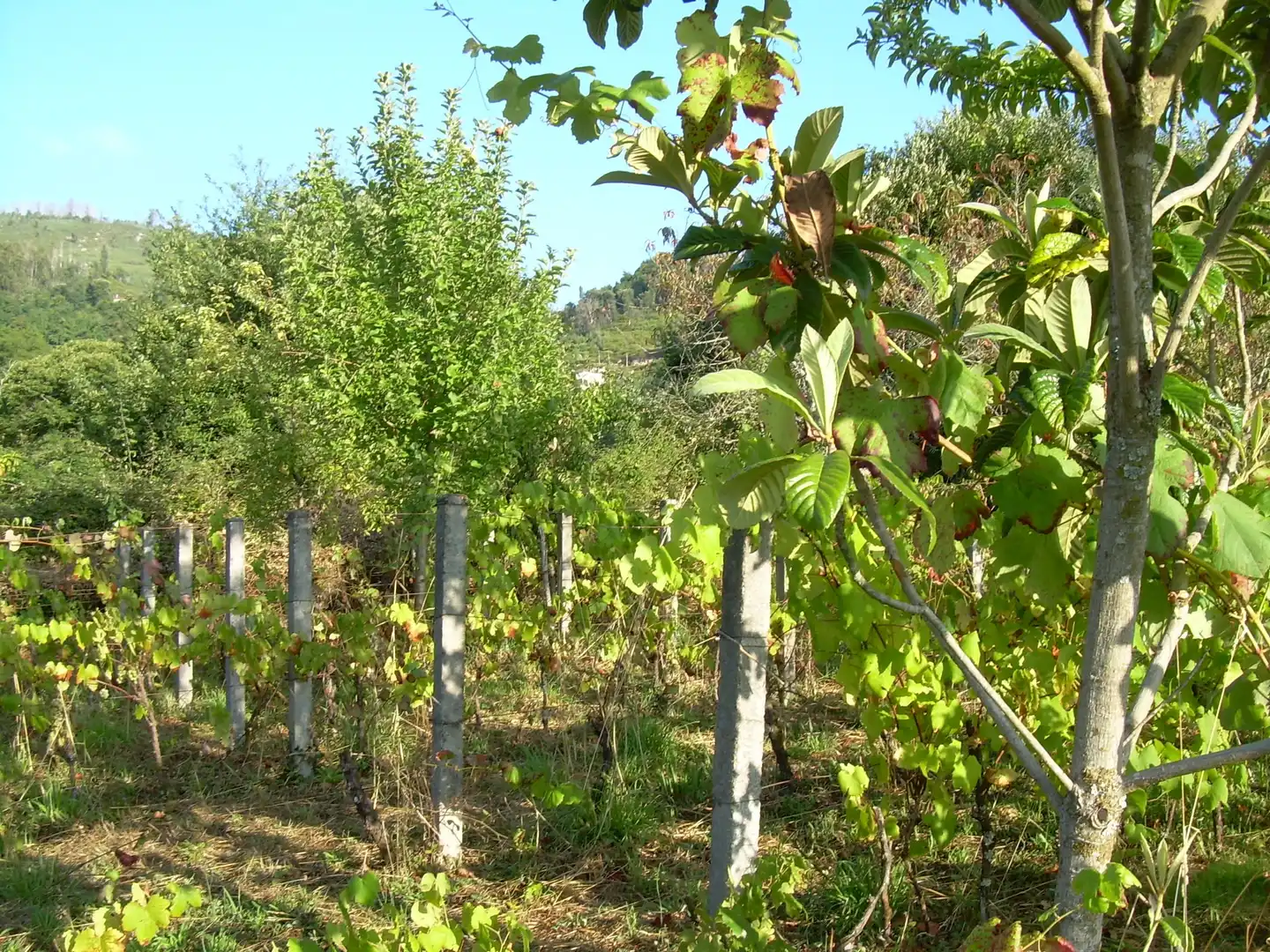 Terreny rústic en venda a A Cañiza, imagen 8