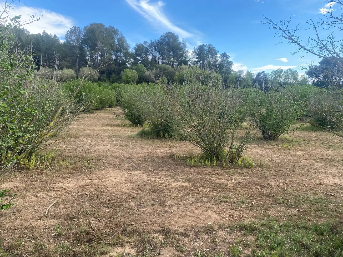 Terreno rustico in vendita a Perafort
