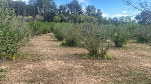 AGROCAT COMERCIALIZA FINCA RUSTICA DE 3’7 HECTÁREAS EN PERAFORT.TARRAGONA