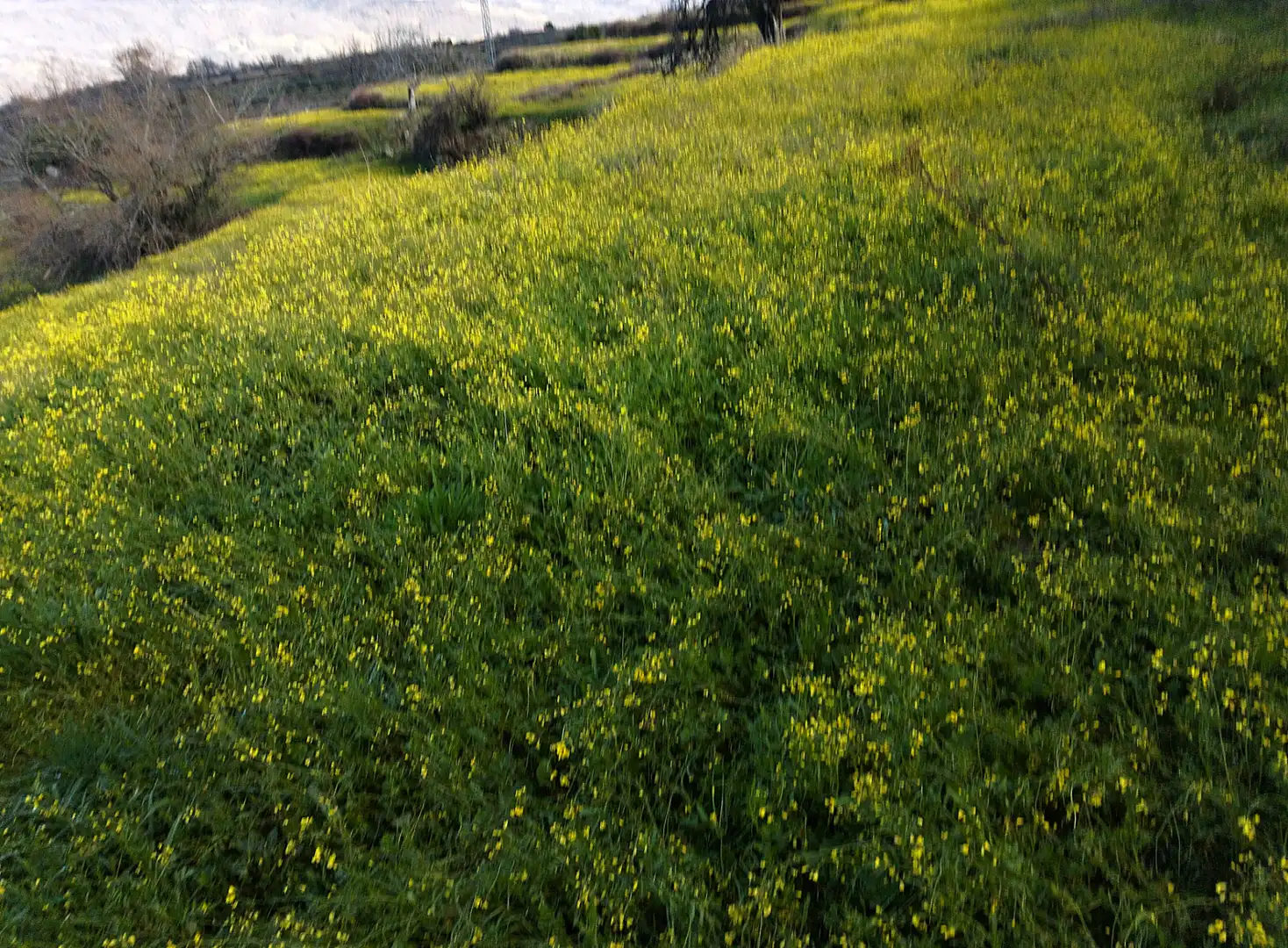 Garden of Land for sale in Casas del Castañar