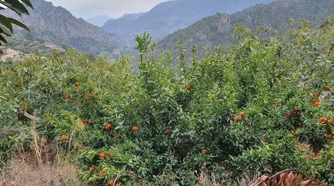 Guájar AltoFinca Rustica, imagen 3