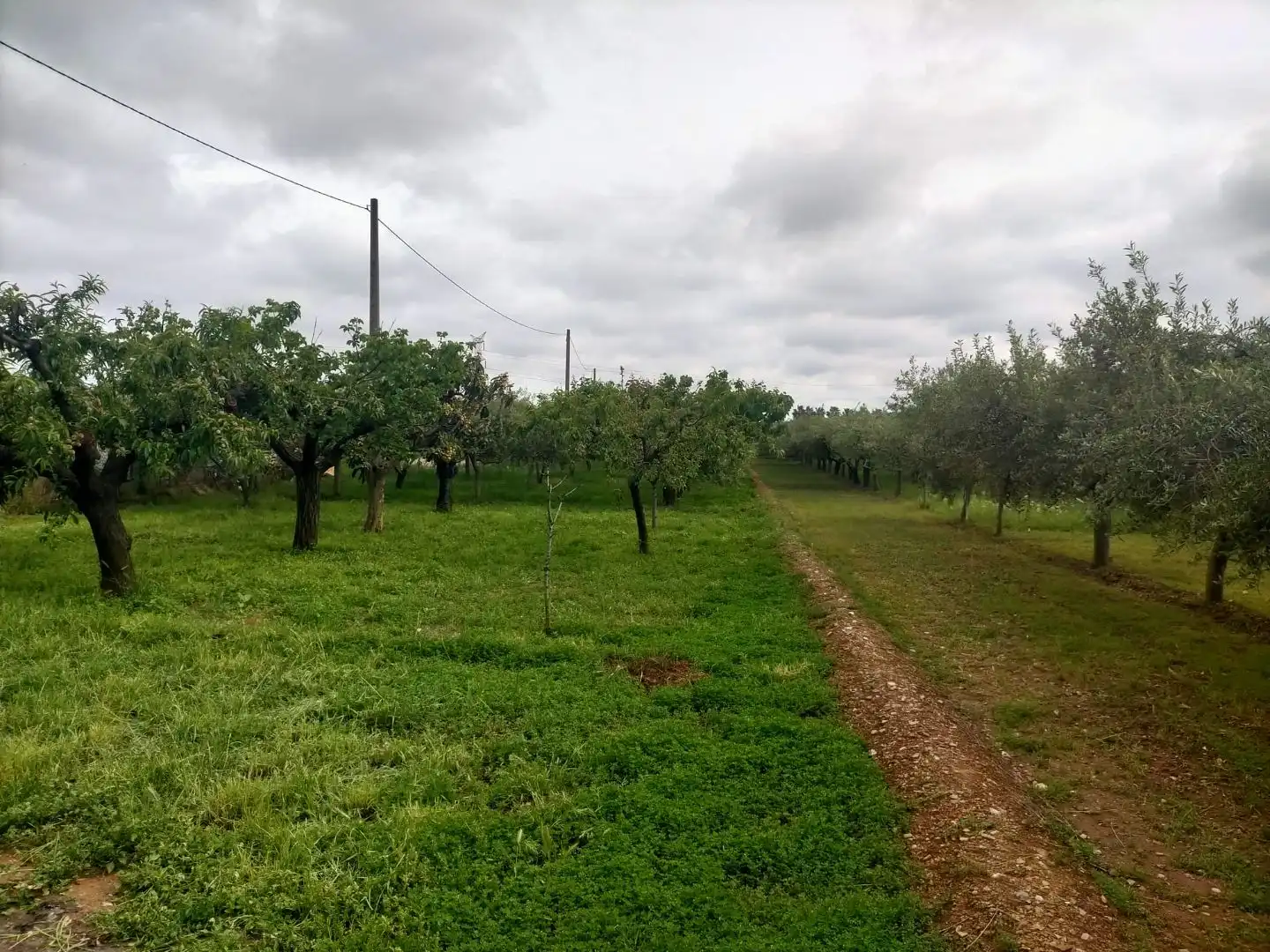Terreno rustico in vendita a Detrás de la gasolinera Las Palmeras N/A, imagen 7