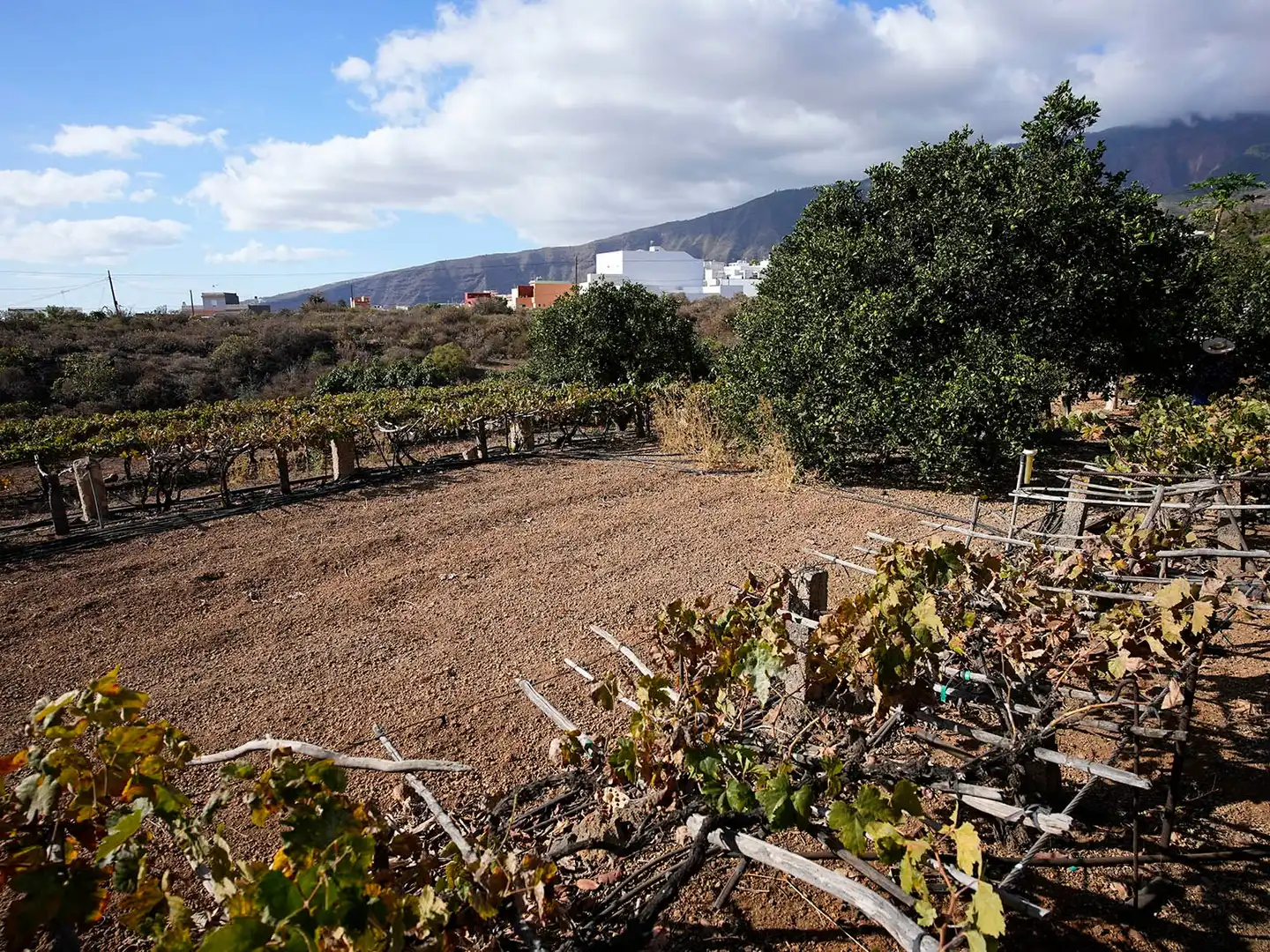 Vista exterior de Terreno en venta en Arafo, Santa Cruz de Tenerife