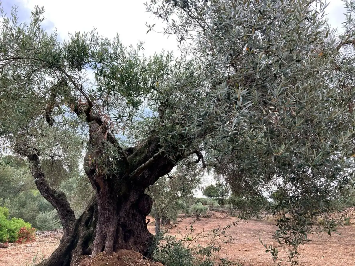 Jardí de Residencial en venda en Vilafamés