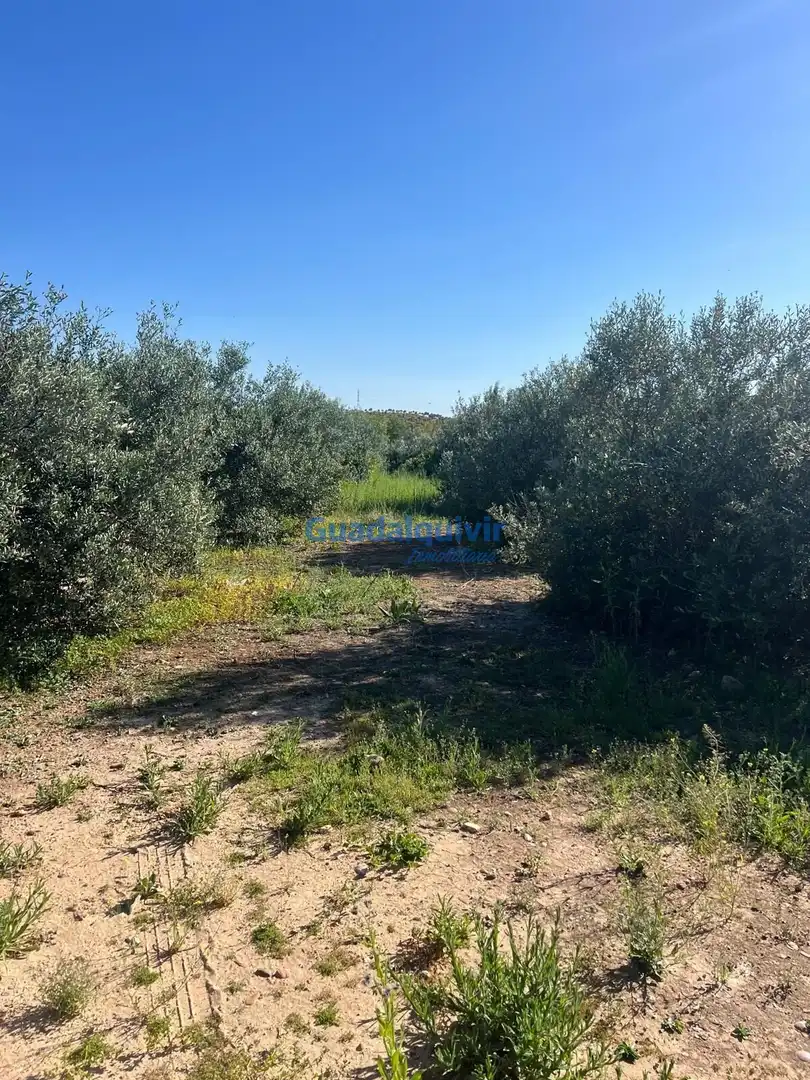 Terrain rustique à vendre à La Hacienda - Nueva Andalucía