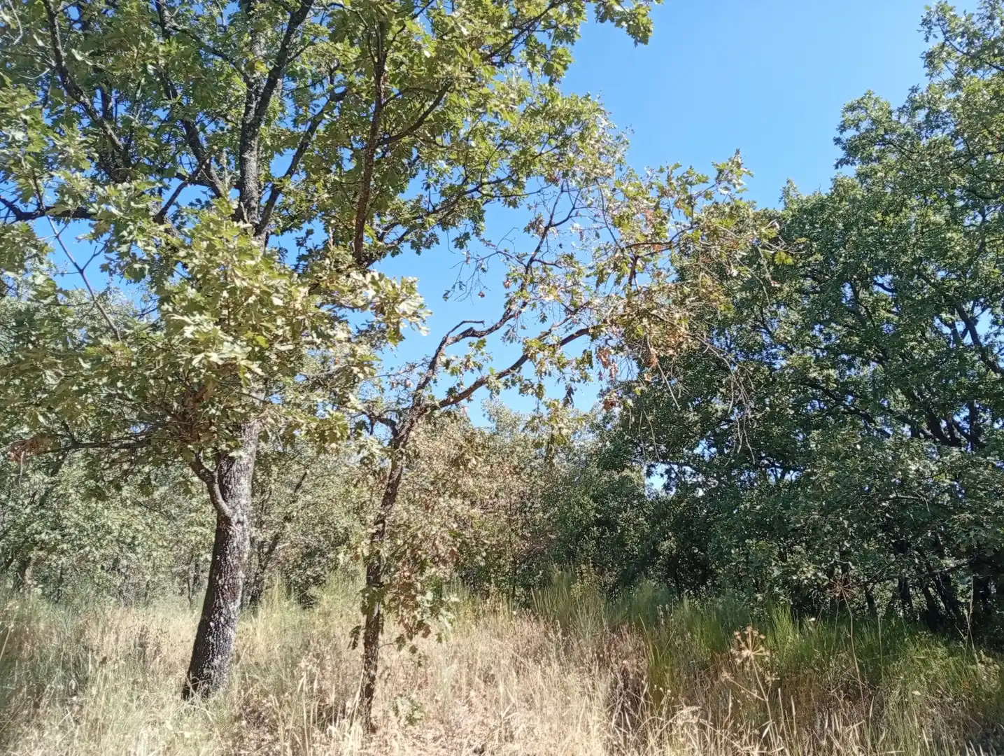 Terreni e lotti in vendita a Villanueva de la Vera, imagen 44