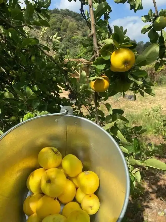 Jardín de Finca rústica en venta en Monda con Aire acondicionado, Jardín privado y Terraza