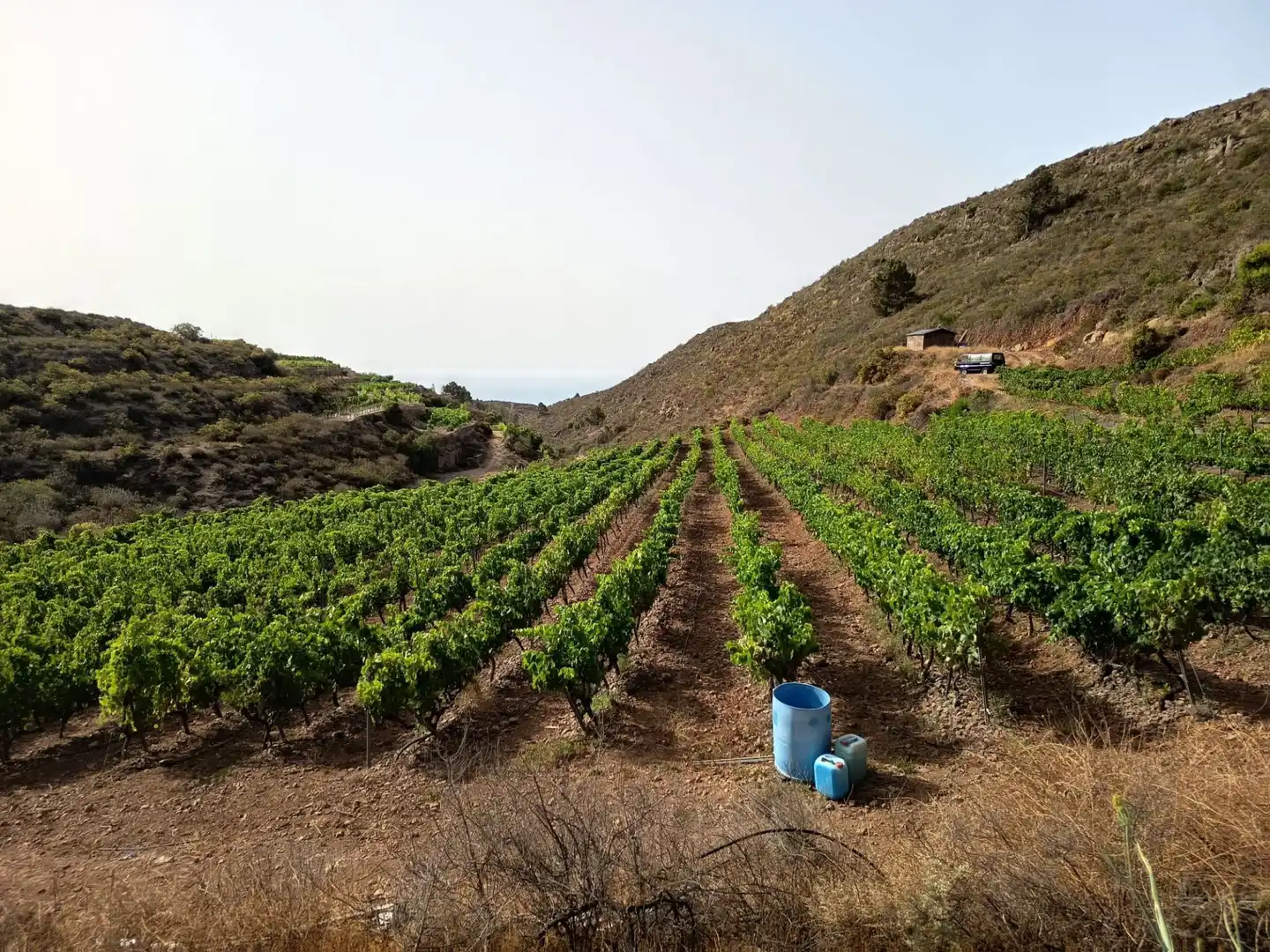 Terreno rustico in vendita a Arico