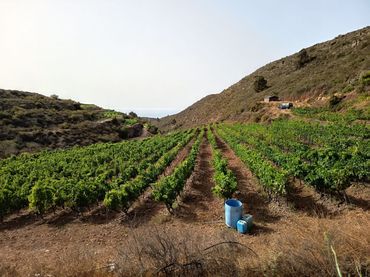 Terreno rústico en venta en Arico