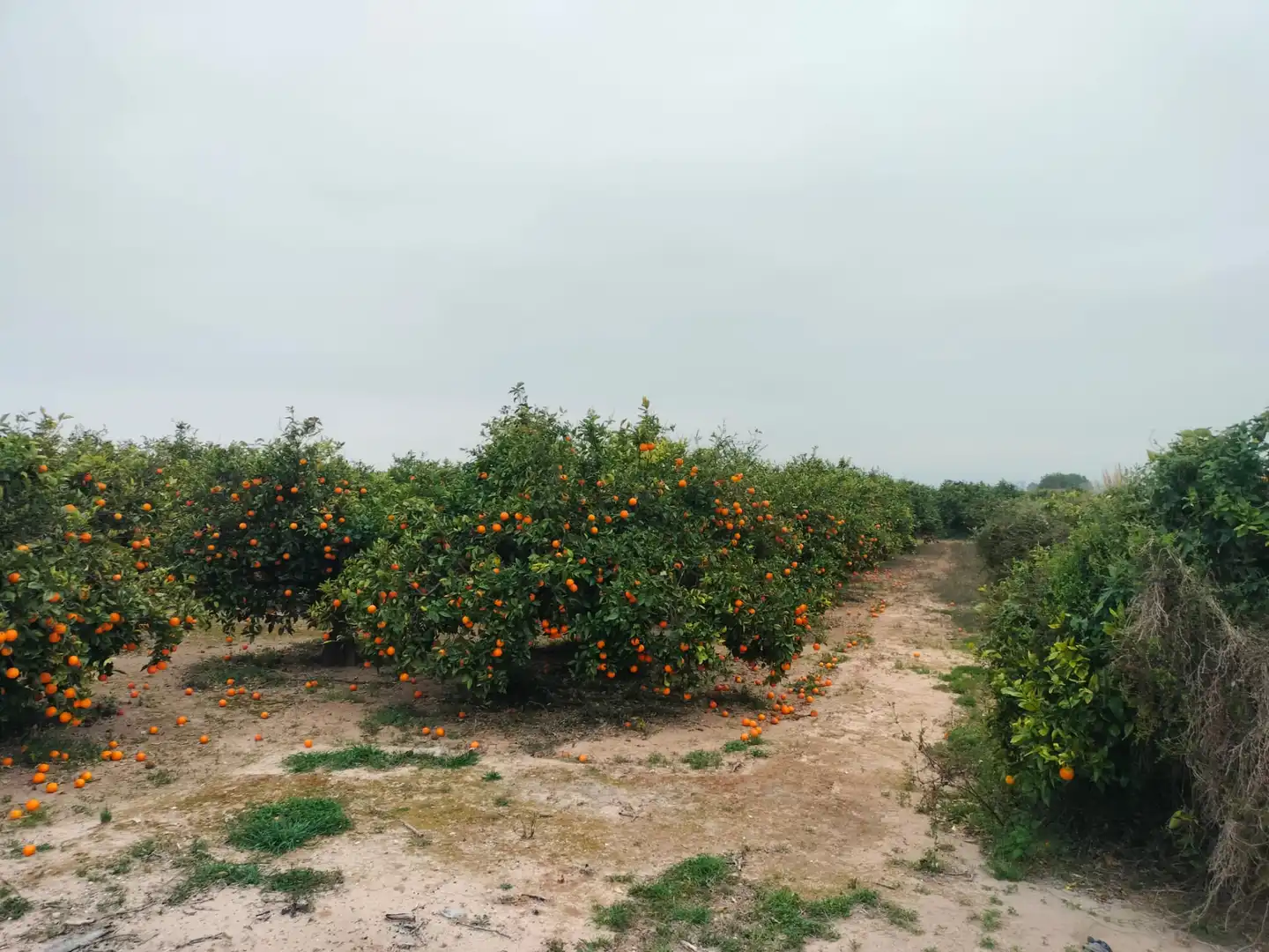 Rural land for sale in Carrer Sueca 35, imagen 3