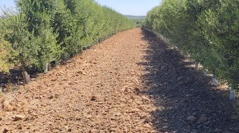 EN VENTA PARCELA DE OLIVOS CTRA . MARCHENA ECIJA (SEVILLA), immagine 5