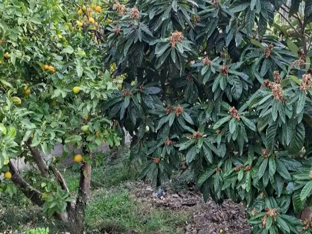 Jardín de Terreno en venta en El Pinar
