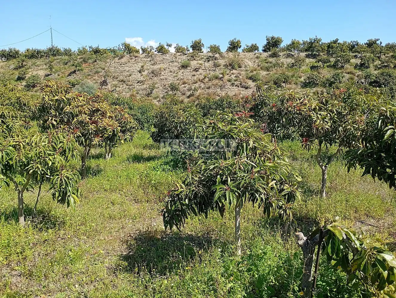 Grundstücke und Bauplätze zum Verkauf in Vélez-Málaga ciudad, imagen 6