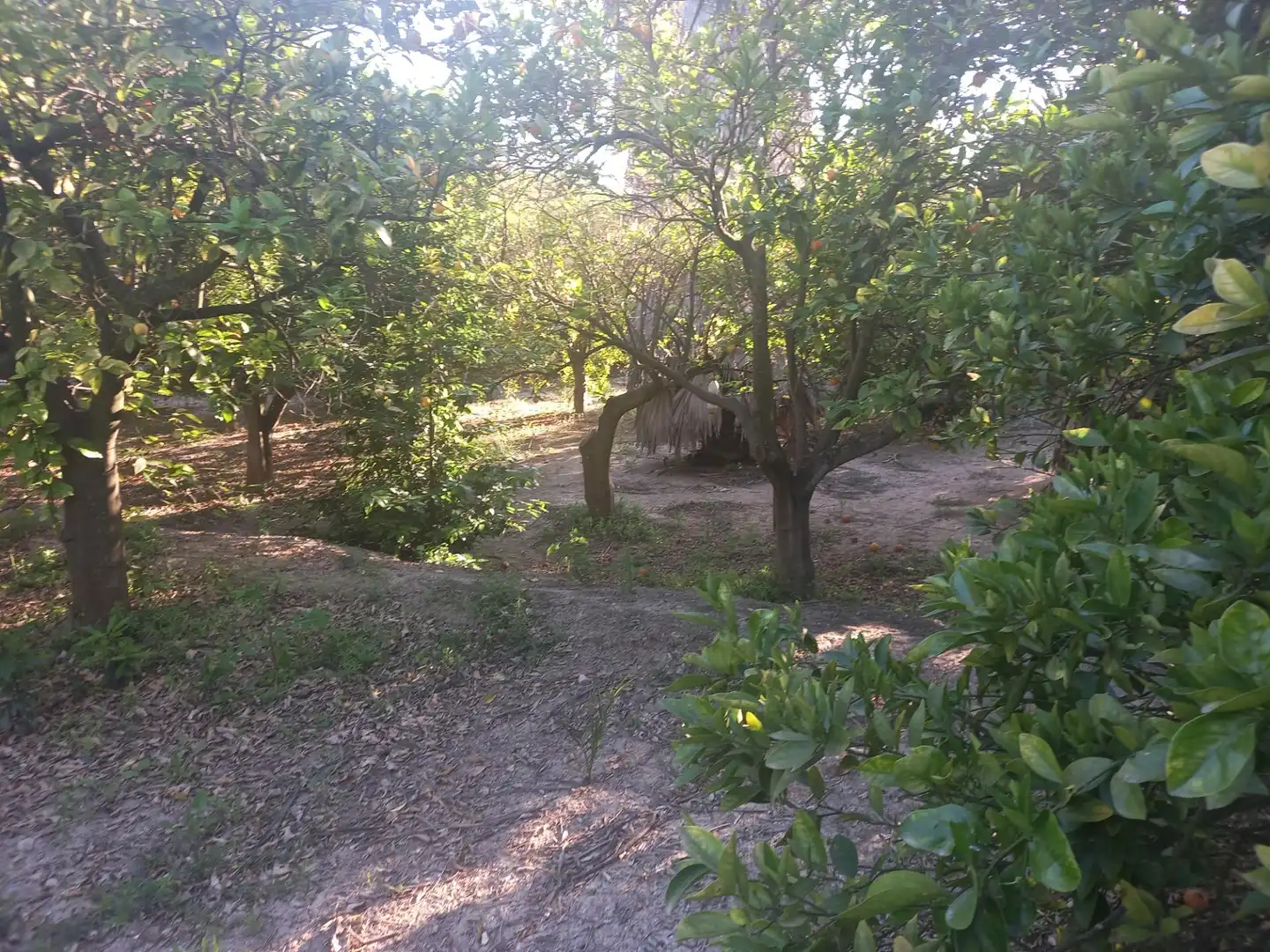 Casa o chalet en venta en Elche / Elx