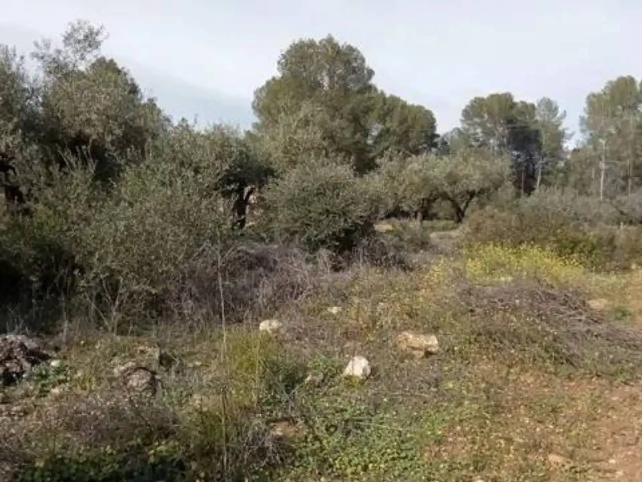 Terreno en venta en Guadasséquies
