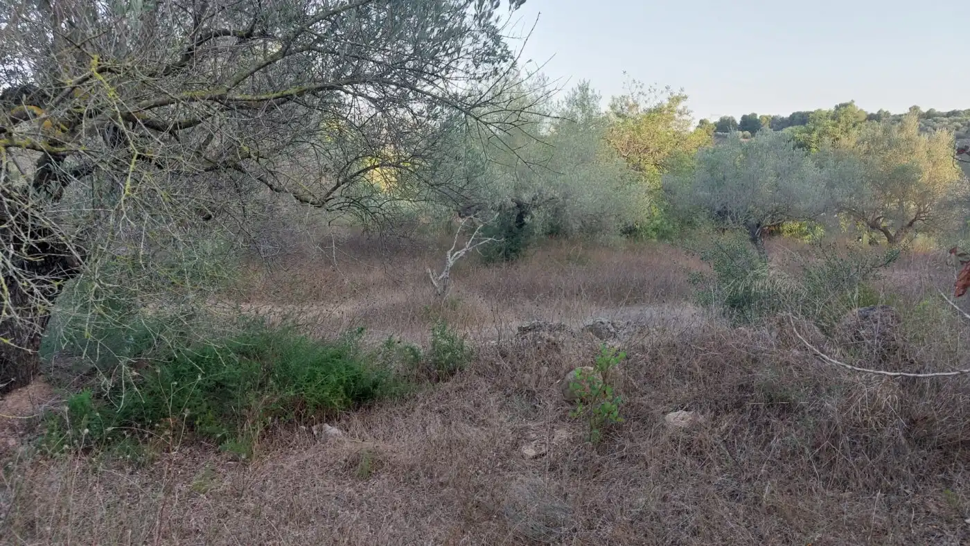 Terreno rustico in vendita a El Perelló, imagen 11