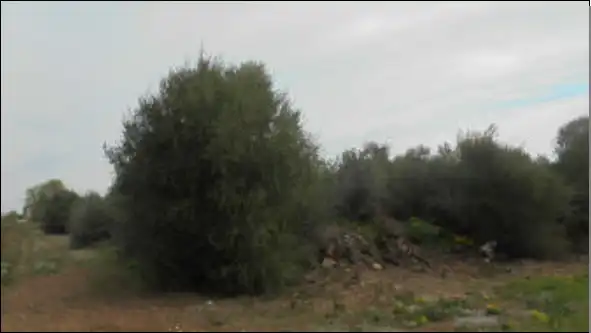 Terreny rústic en venda a Plaça Poligono 22 54, imagen 2