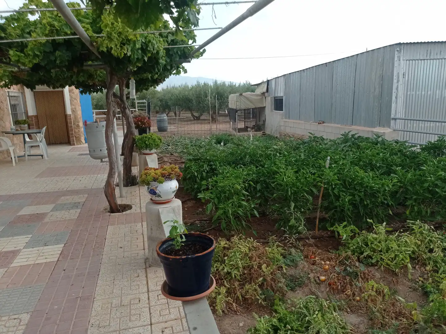 Jardín de Finca rústica en venta en Fuente Álamo de Murcia con Calefacción, Jardín privado y Piscina