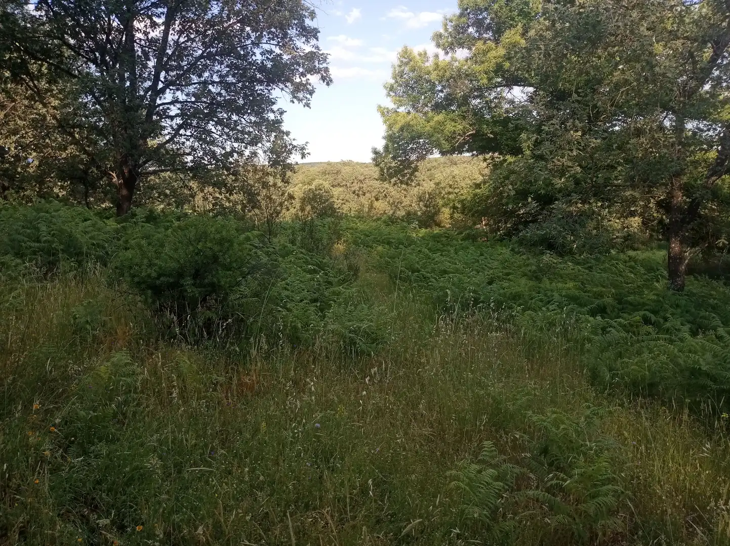 Terreni e lotti in vendita a Jarandilla de la Vera, imagen 7