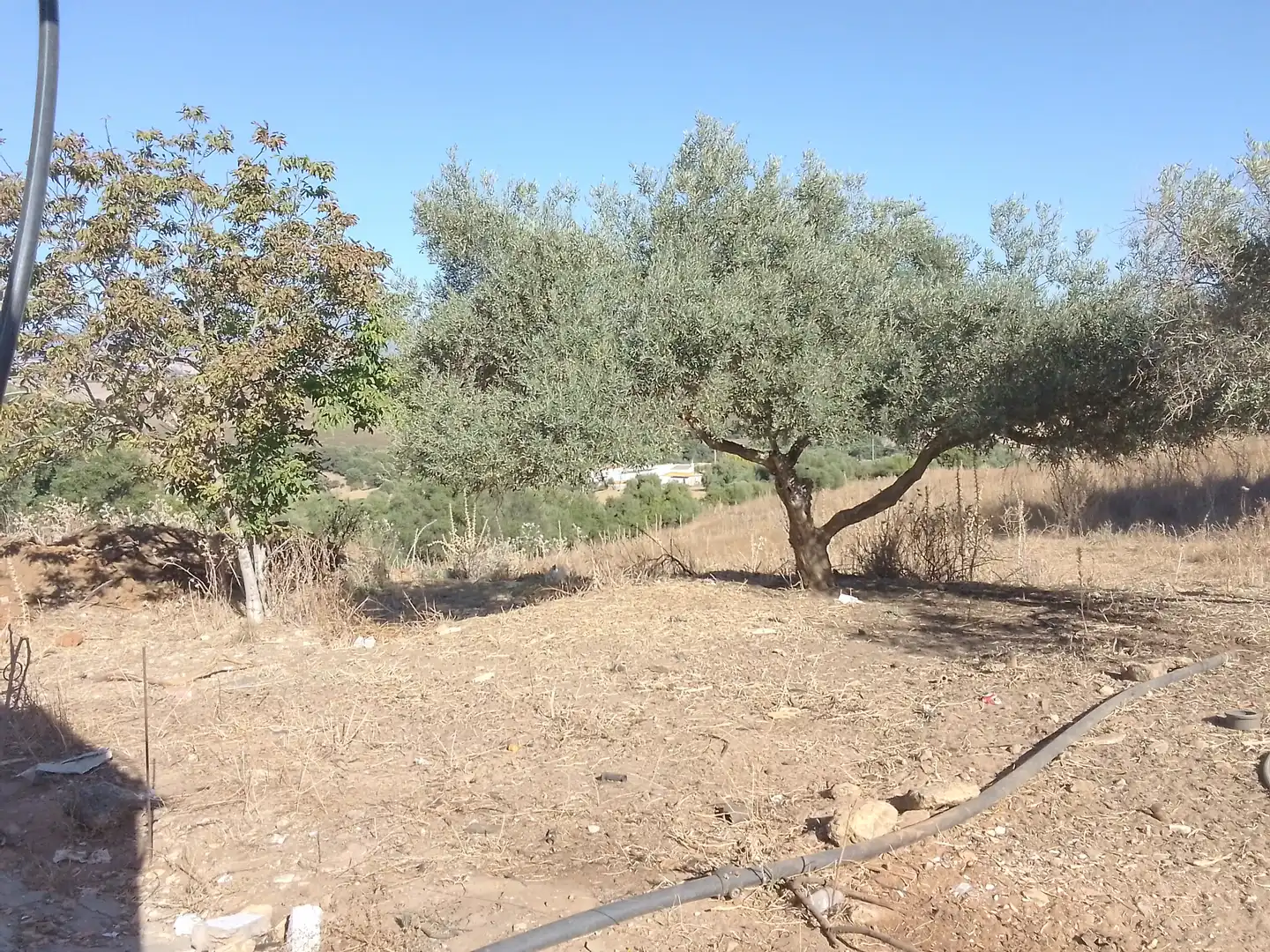 Terreni e lotti in vendita a Arcos de la Frontera, imagen 30