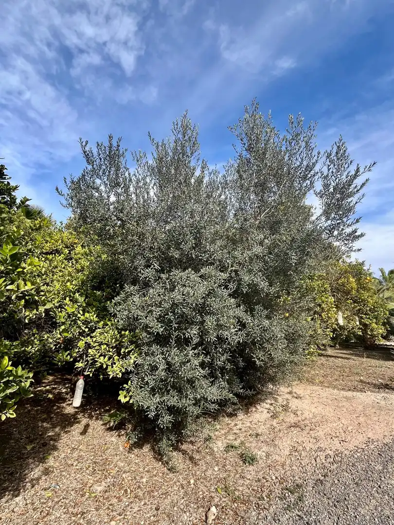 Grundstücke und Bauplätze zum Verkauf in Oria, imagen 18