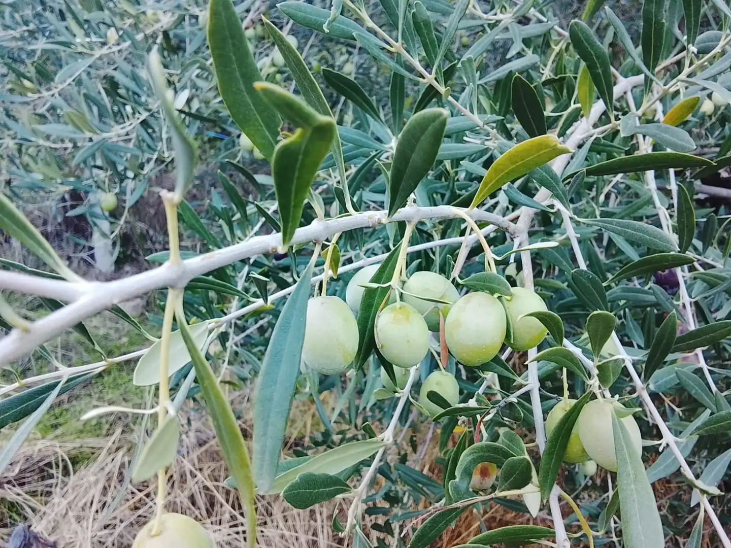 Terreni e lotti in vendita a El Hoyo de Pinares, imagen 8